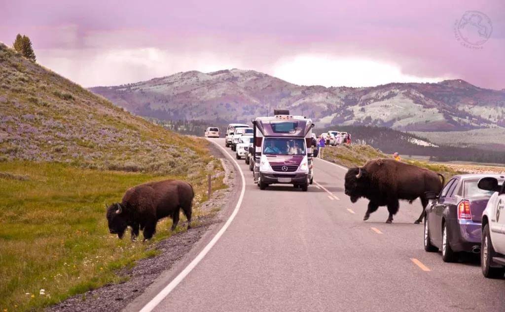 Como llegar a Yellowstone como llegar a Yellowstone